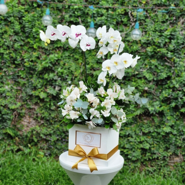 Caja Extra Grande de Orquídeas – Floristería y Regalos Luxury Roses