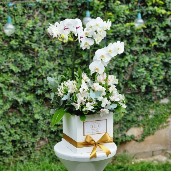 Caja Extra Grande de Orquídeas – Floristería y Regalos Luxury Roses